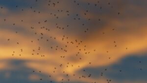 Mückenschwarm vor einem Sonnenuntergang