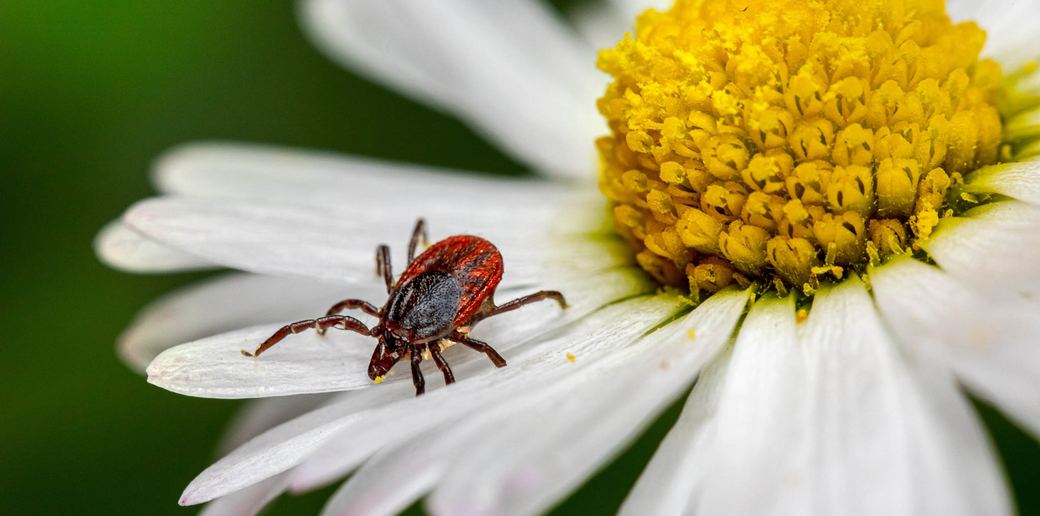 Zecke auf einer Blume